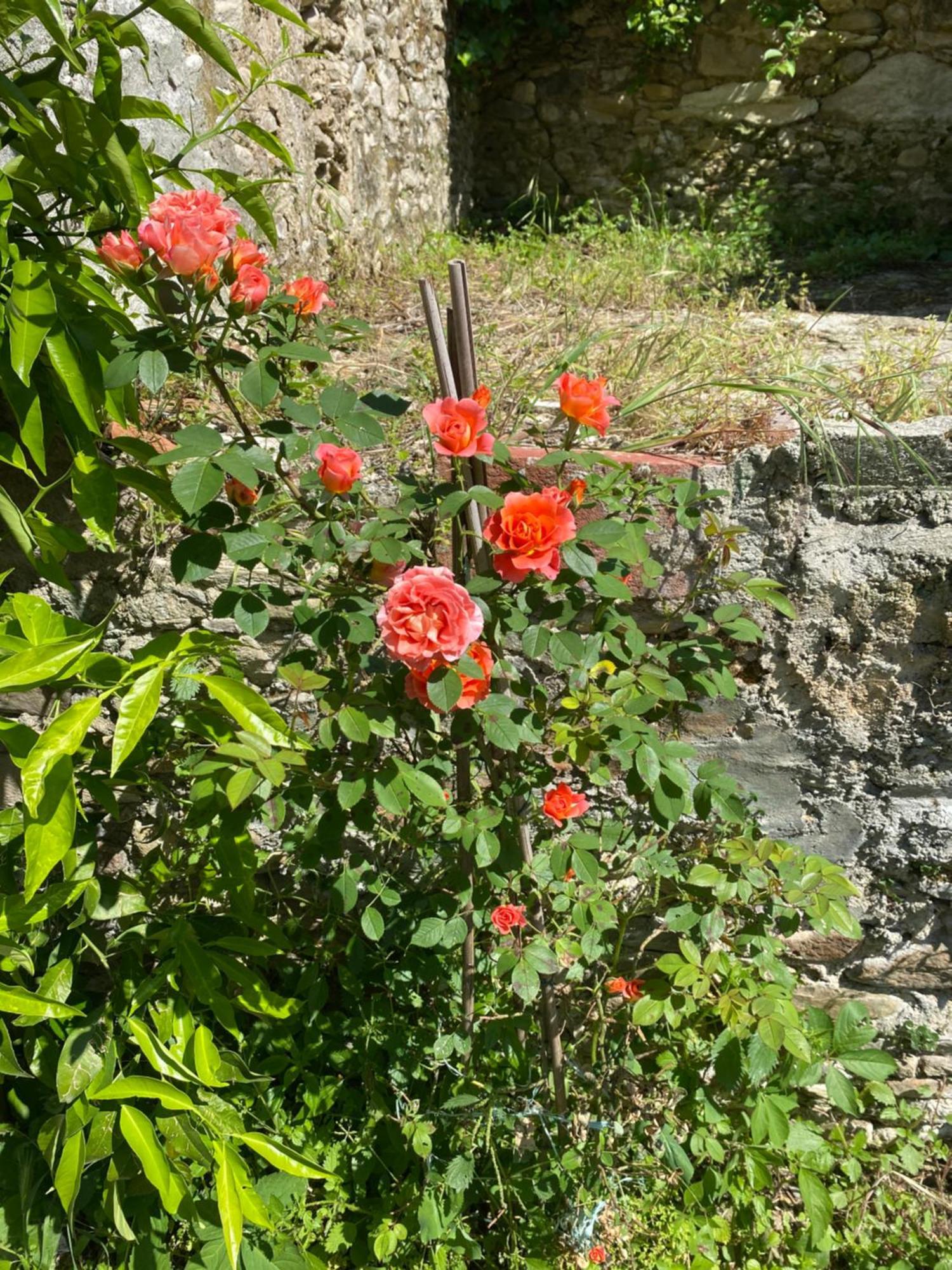 Dolce Vita In Tuscany Cottage Capannori Exterior photo
